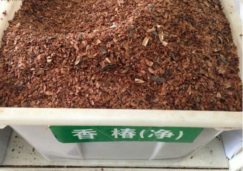 香椿种子