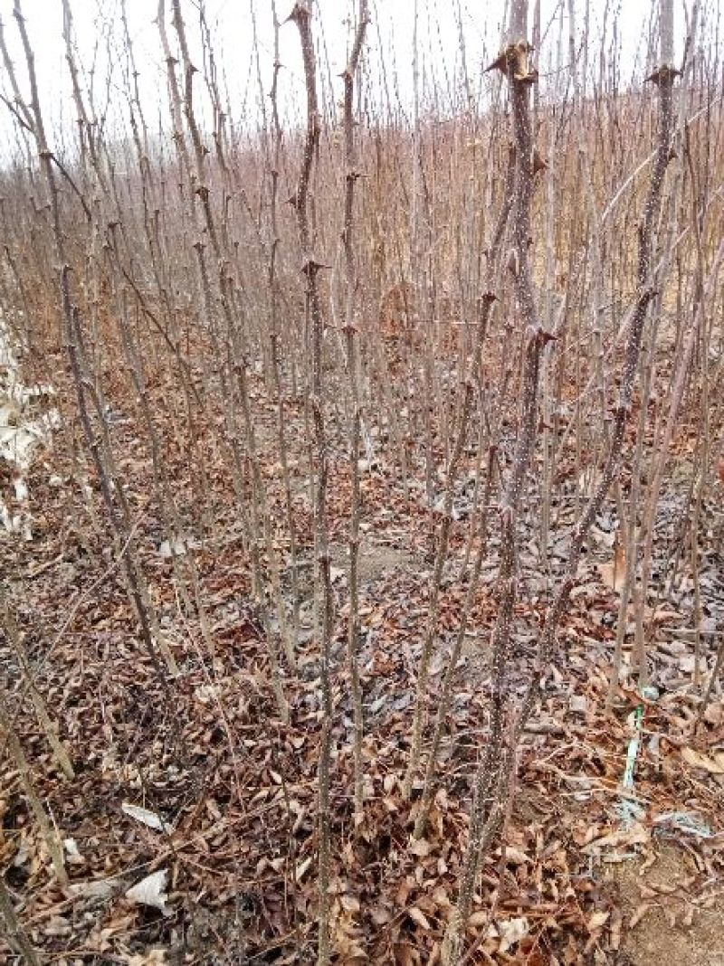 花椒苗大红袍花椒苗基地批发无刺花椒苗