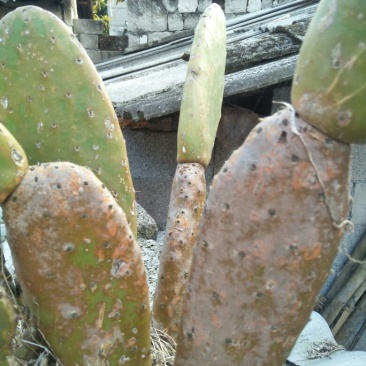 仙人掌13cm