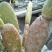 仙人掌13cm