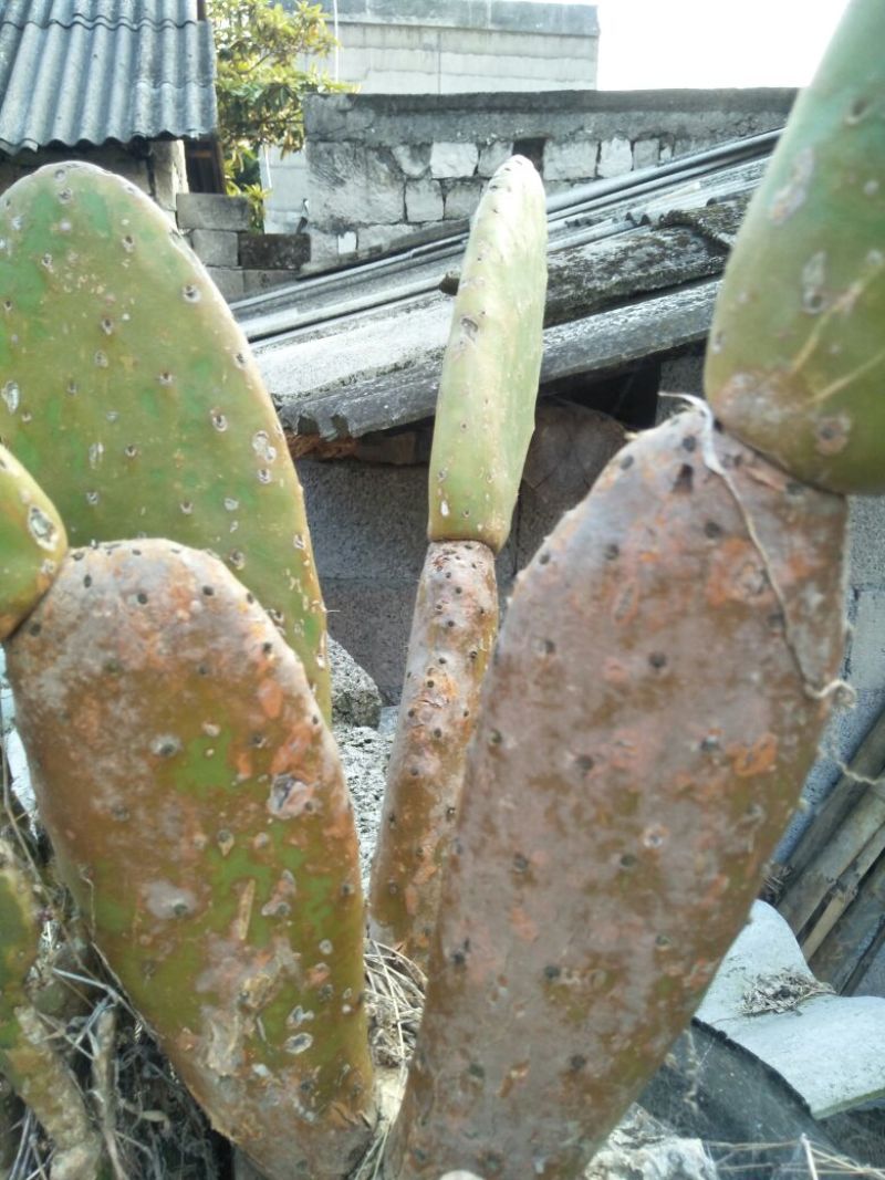 仙人掌13cm
