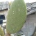 仙人掌13cm