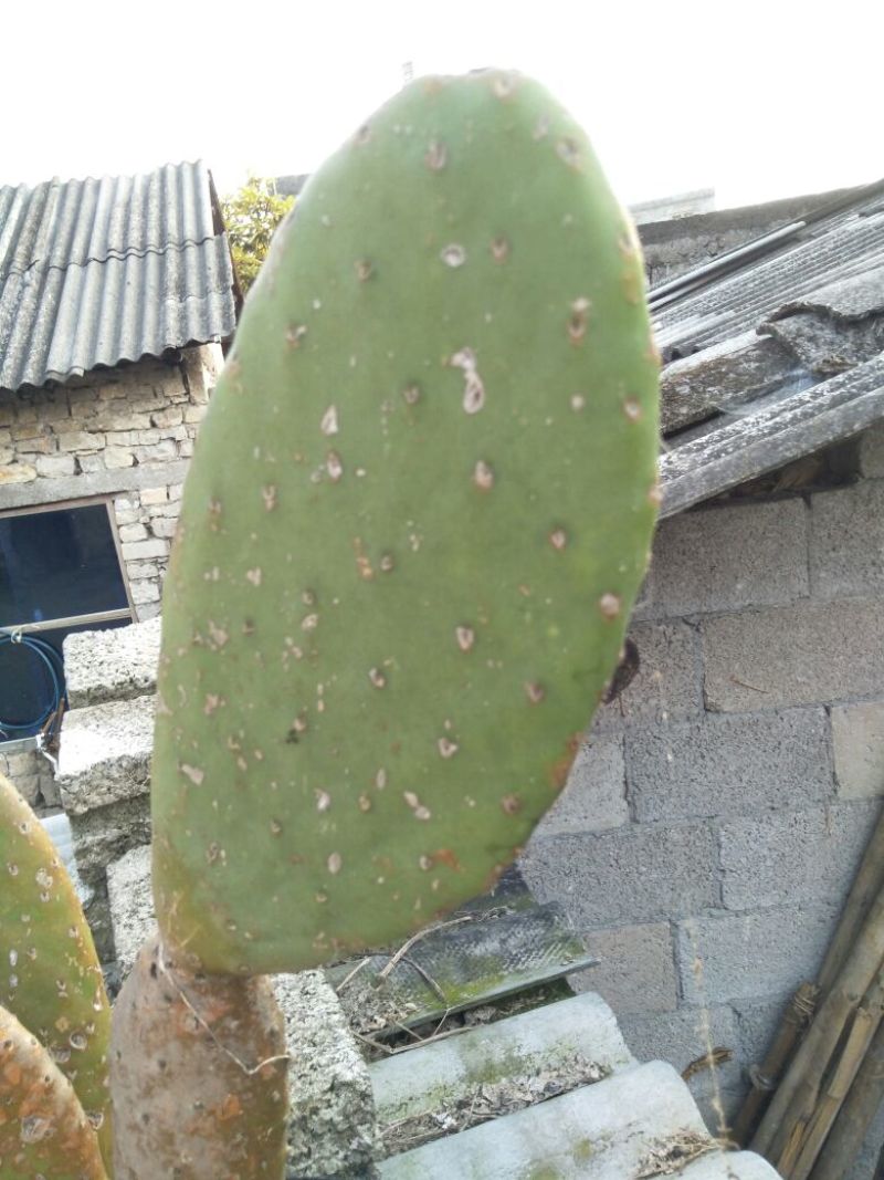 仙人掌13cm