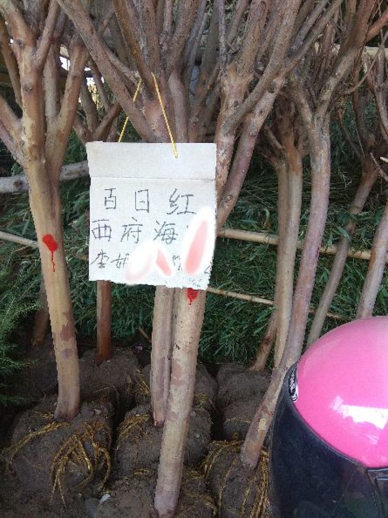 紫薇10~12cm2.5~3米2~3米