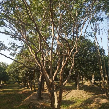 紫薇4~6cm1.5~2米1~2米