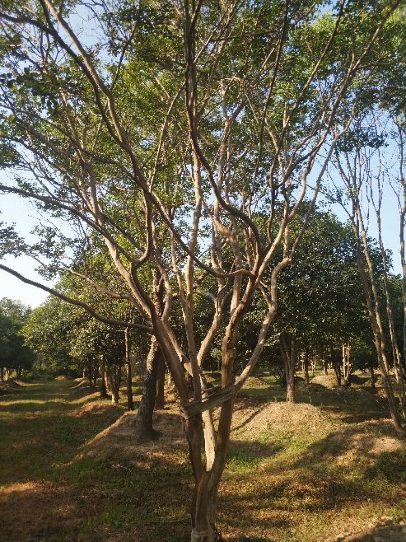 紫薇4~6cm1.5~2米1~2米