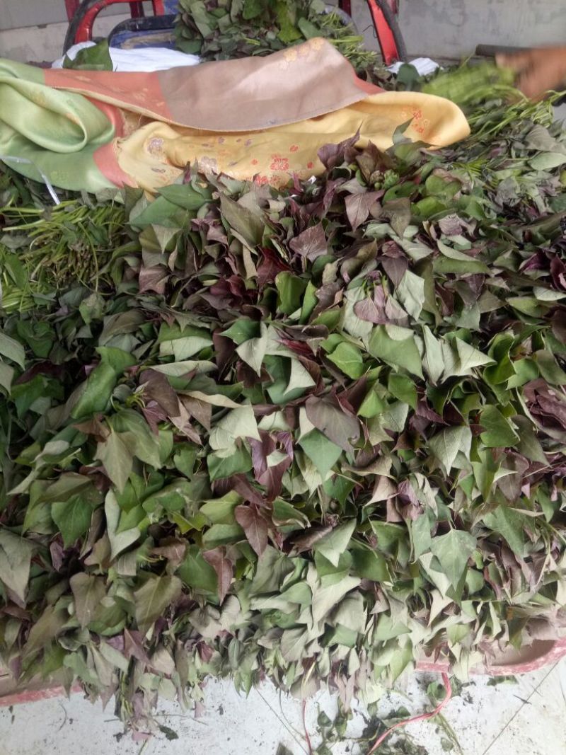 西瓜红扩繁苗，大田苗