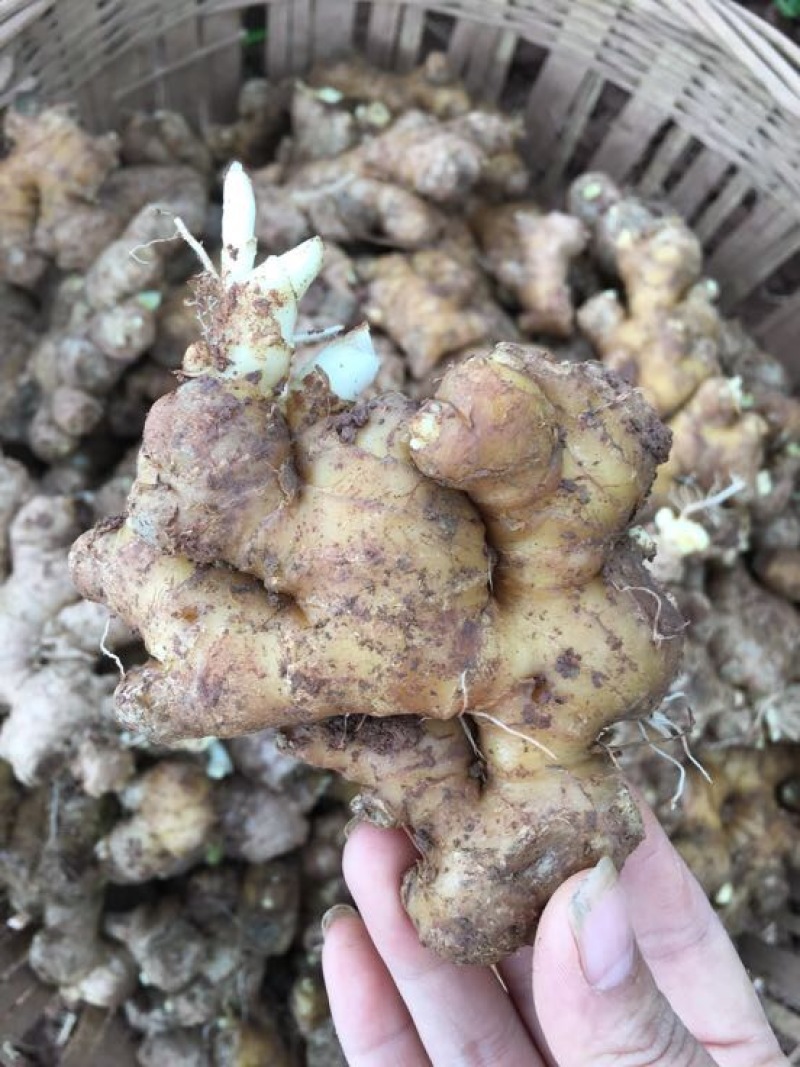 老姜生姜带土老姜母老姜生姜头姜种老姜头
