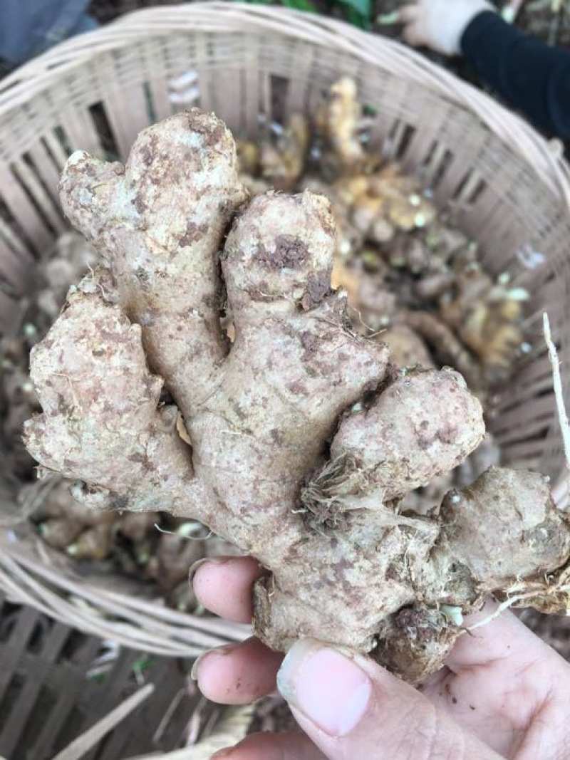 老姜生姜带土老姜母老姜生姜头姜种老姜头