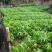 绿植盆栽室内发财树去叶裸根不带土