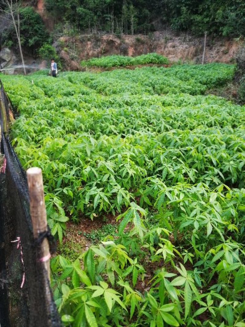 绿植盆栽室内发财树去叶裸根不带土