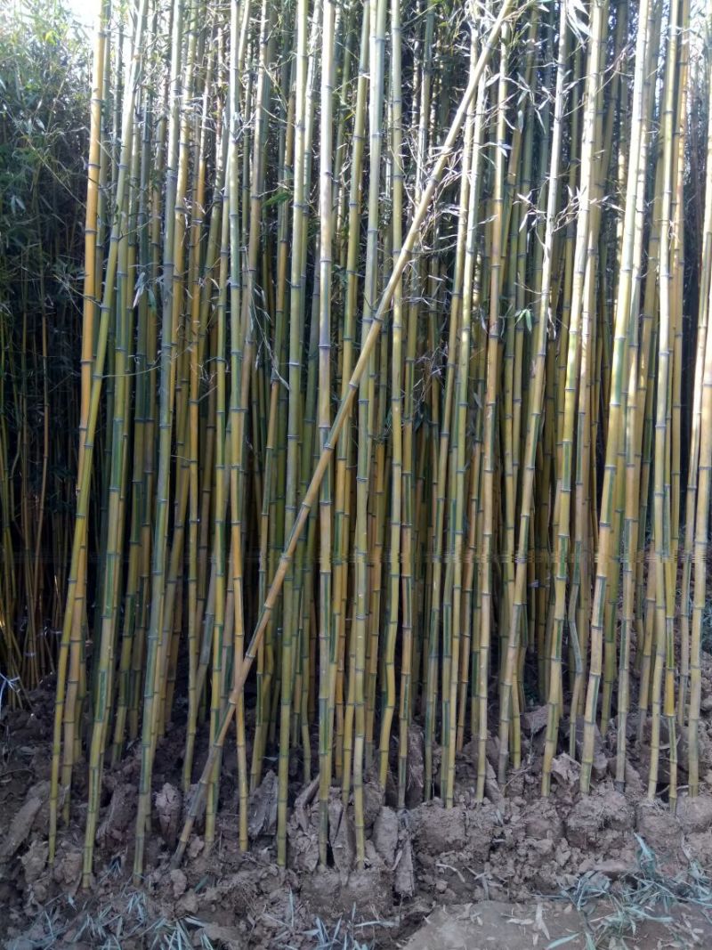 竹子青竹，紫竹，金镶玉竹