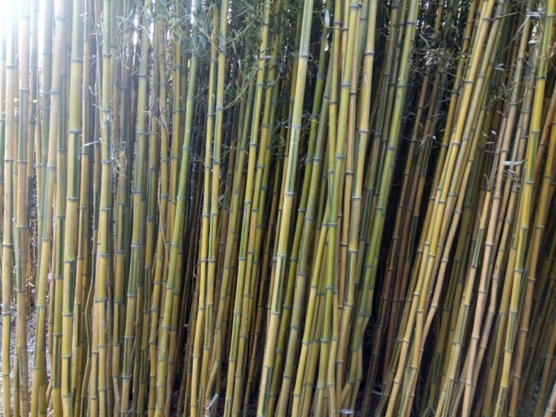 竹子青竹，紫竹，金镶玉竹