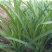 韭菜头茬