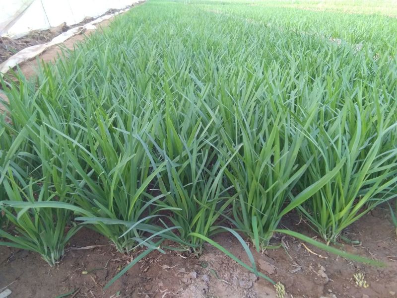 韭菜头茬
