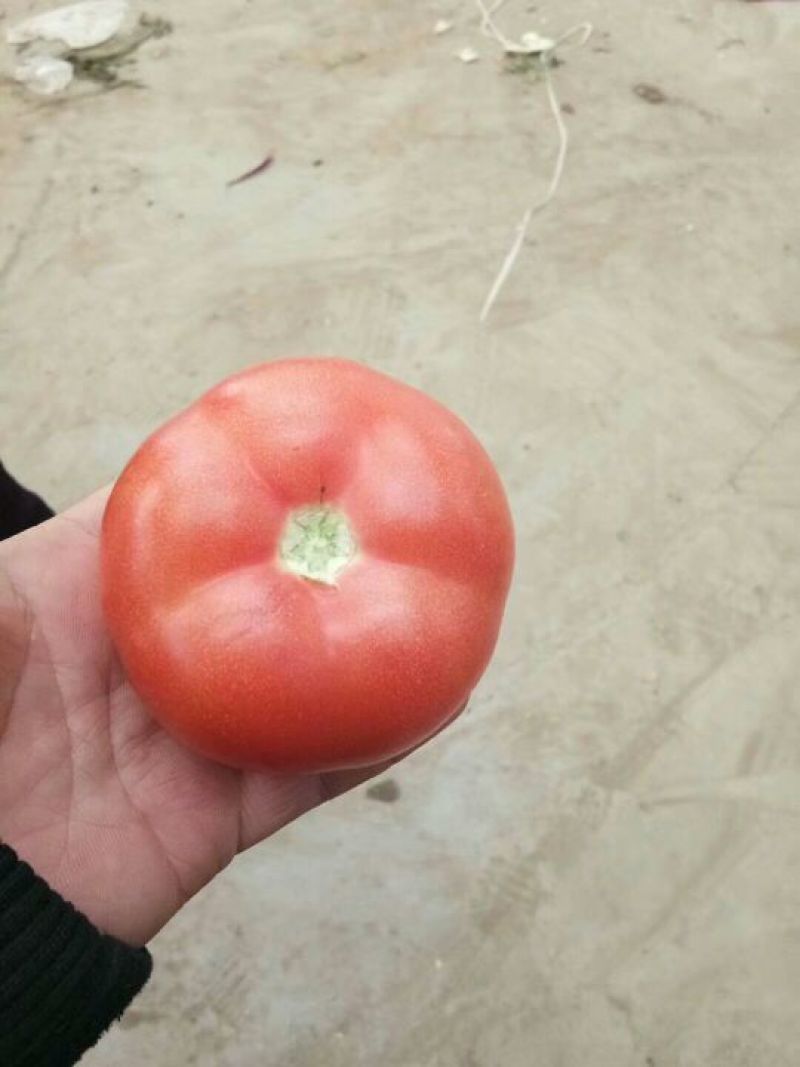 精品硬粉西红柿，果型大，饱满多汁，耐运输，质量有保证
