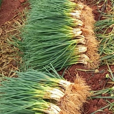香葱小葱40~45cm