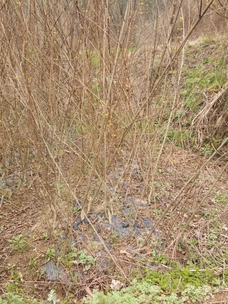 神仙豆腐树观音豆腐树豆腐柴臭黄荆豆腐树苗子