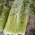 芹菜45cm以上