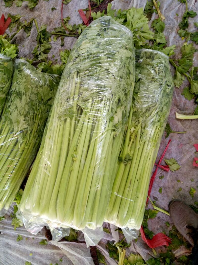 芹菜45cm以上