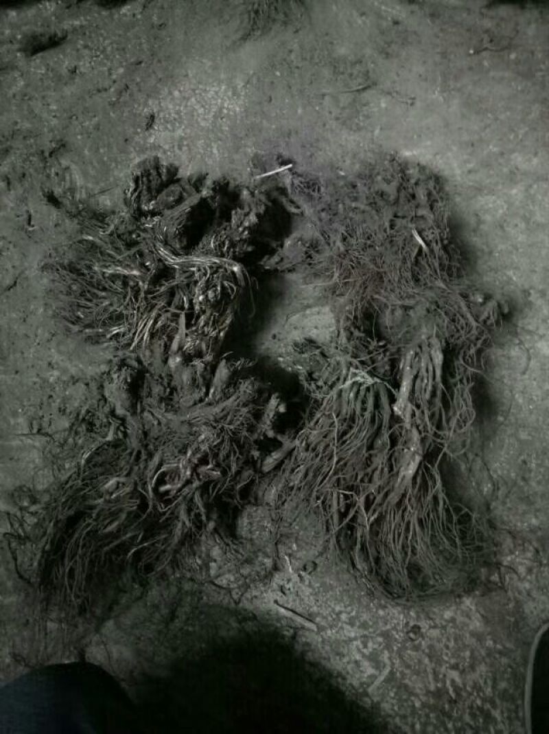 穿心莲全草