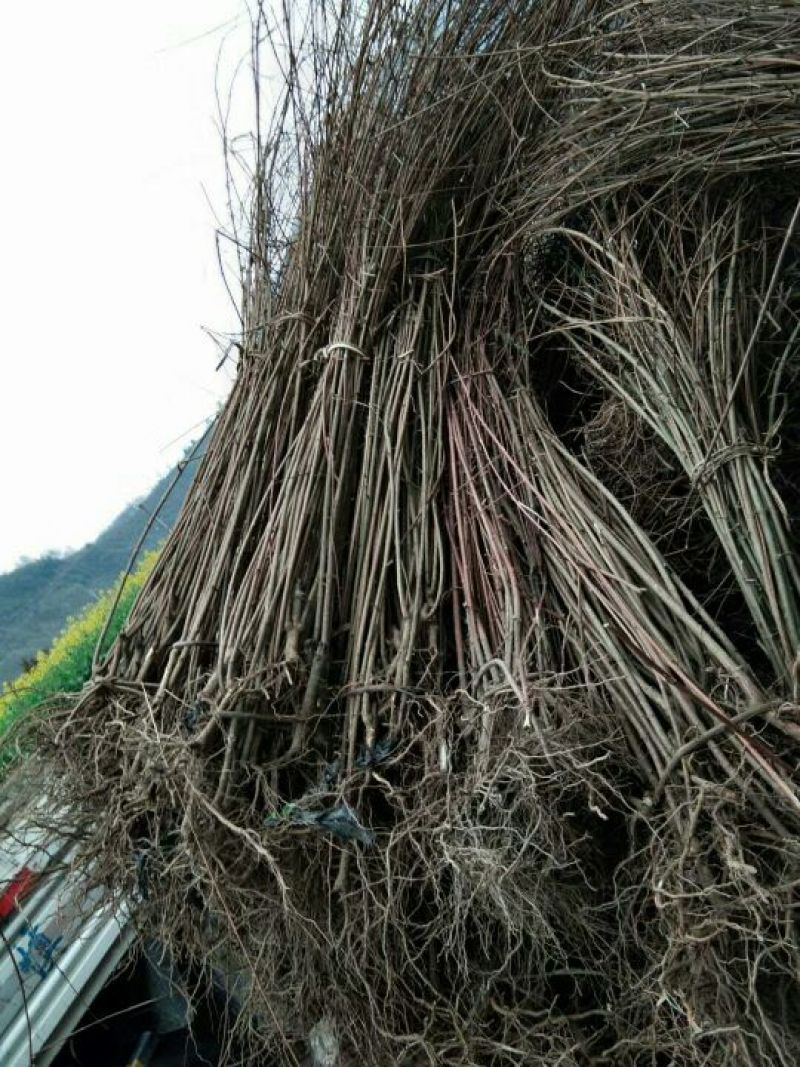 神仙豆腐树观音豆腐树豆腐柴豆腐树苗80~100cm
