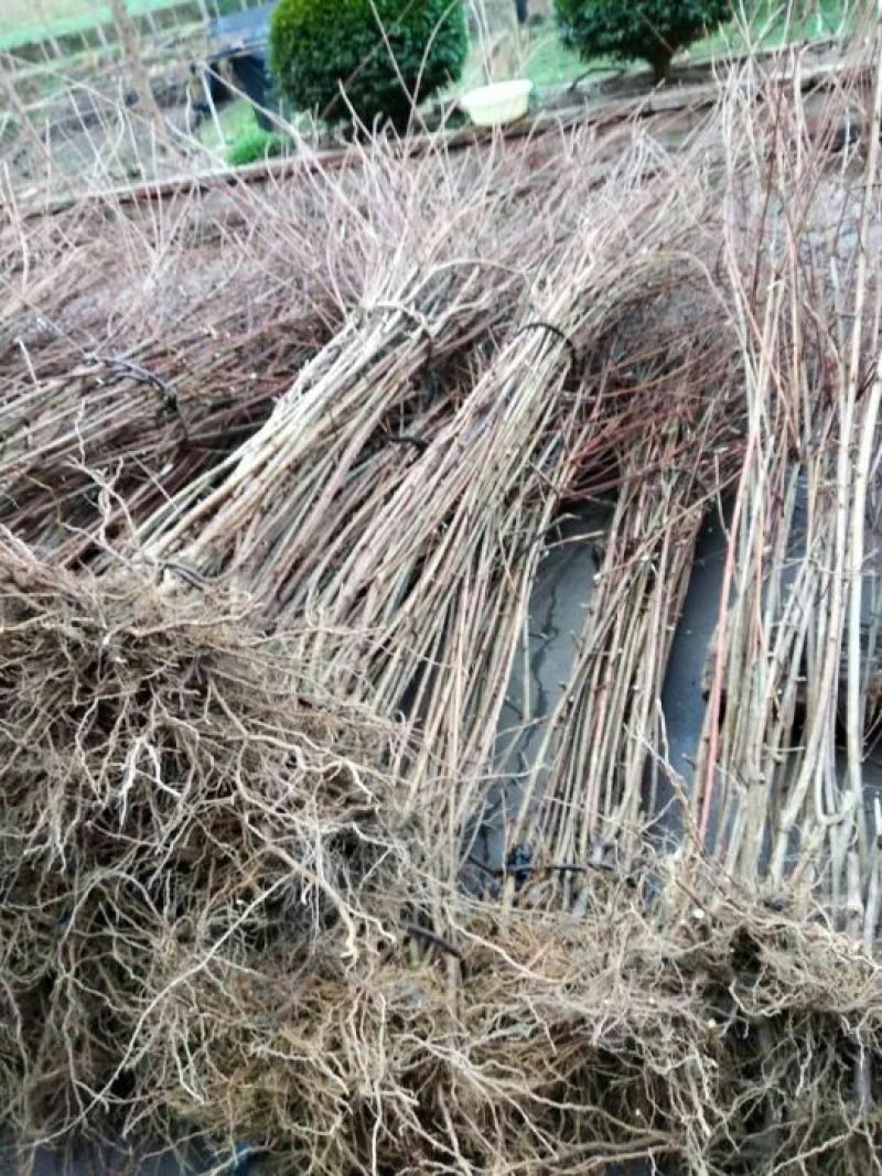 神仙豆腐树观音豆腐树豆腐柴豆腐树苗80~100cm