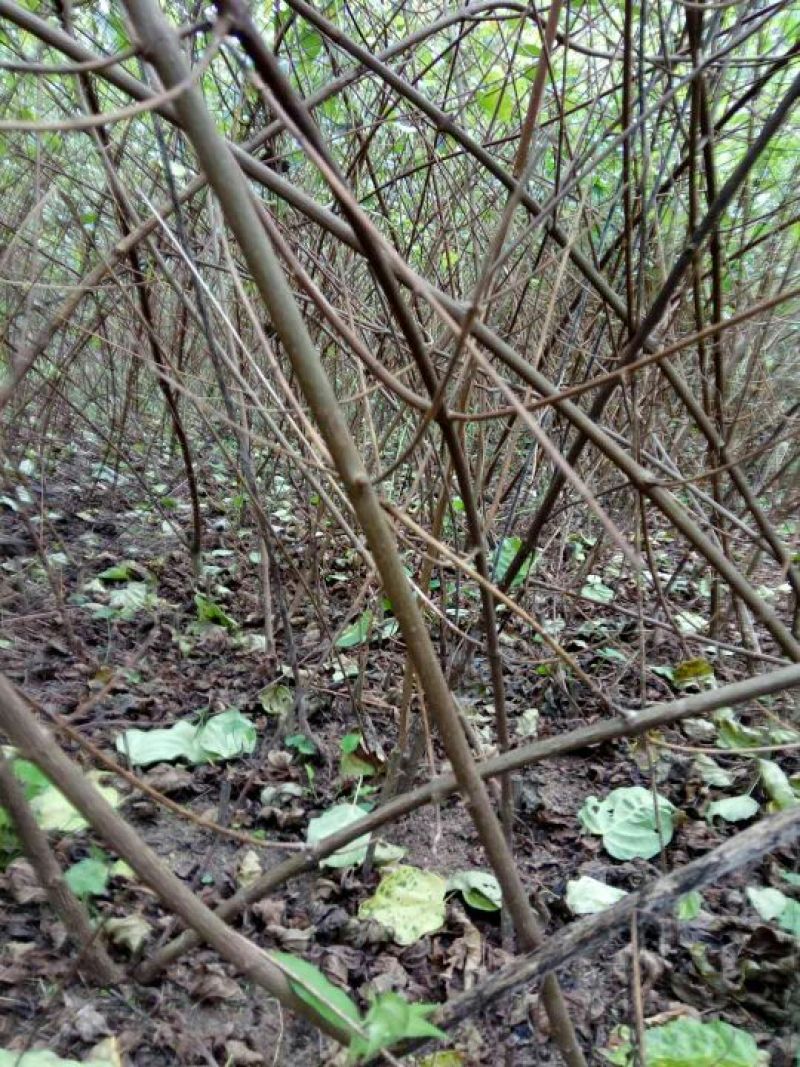 神仙豆腐树观音豆腐树豆腐柴豆腐树苗80~100cm