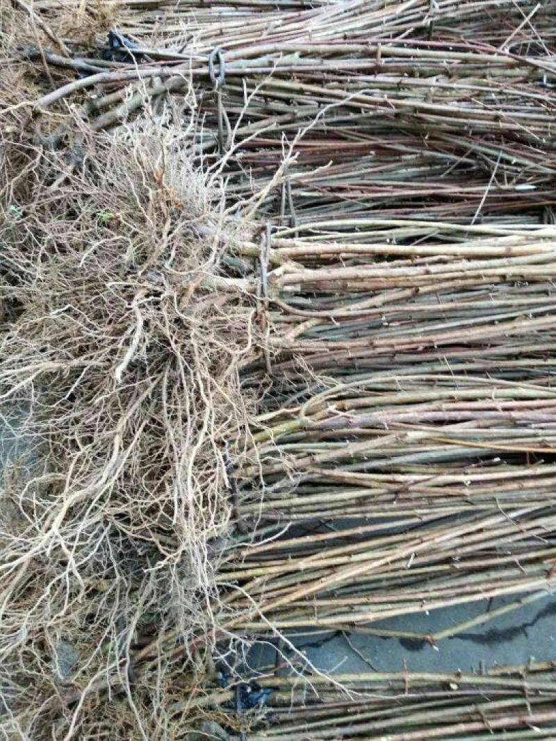 神仙豆腐树观音豆腐树豆腐柴豆腐树苗80~100cm