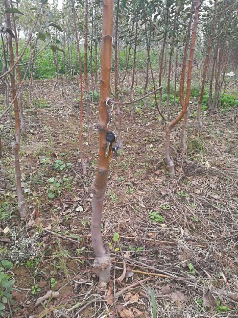 烟富8号苹果树苗苗农直供，量大优惠，苗农直销