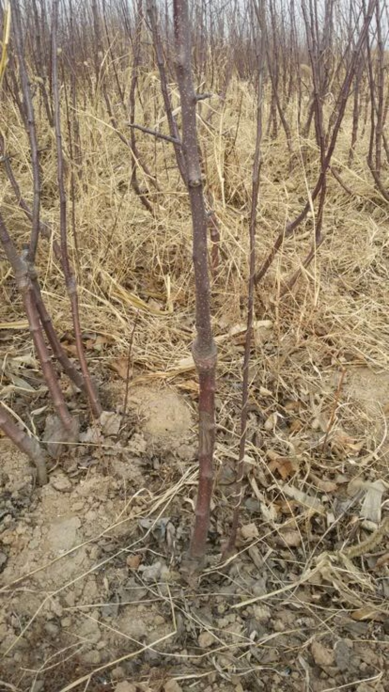 烟富8号苹果树苗苗农直供，量大优惠，苗农直销