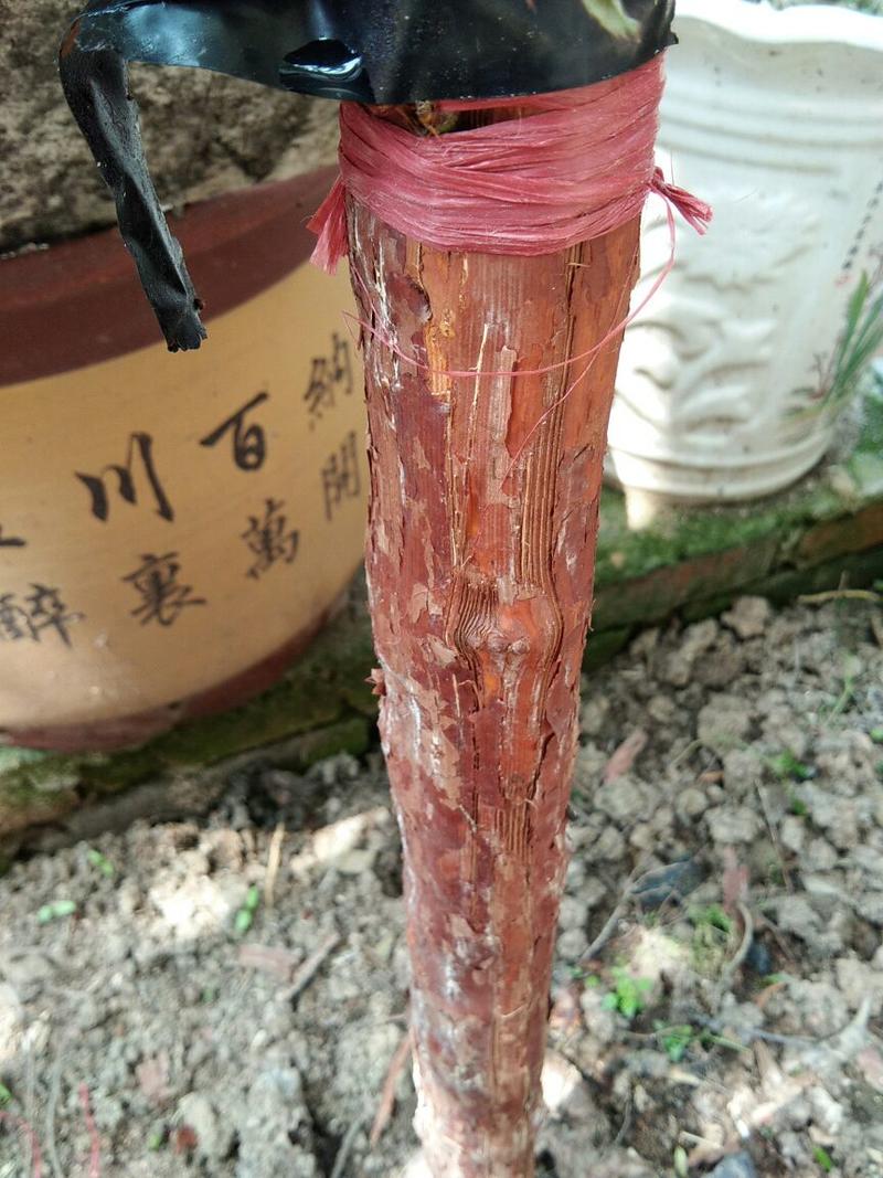 山木香0.5~1m