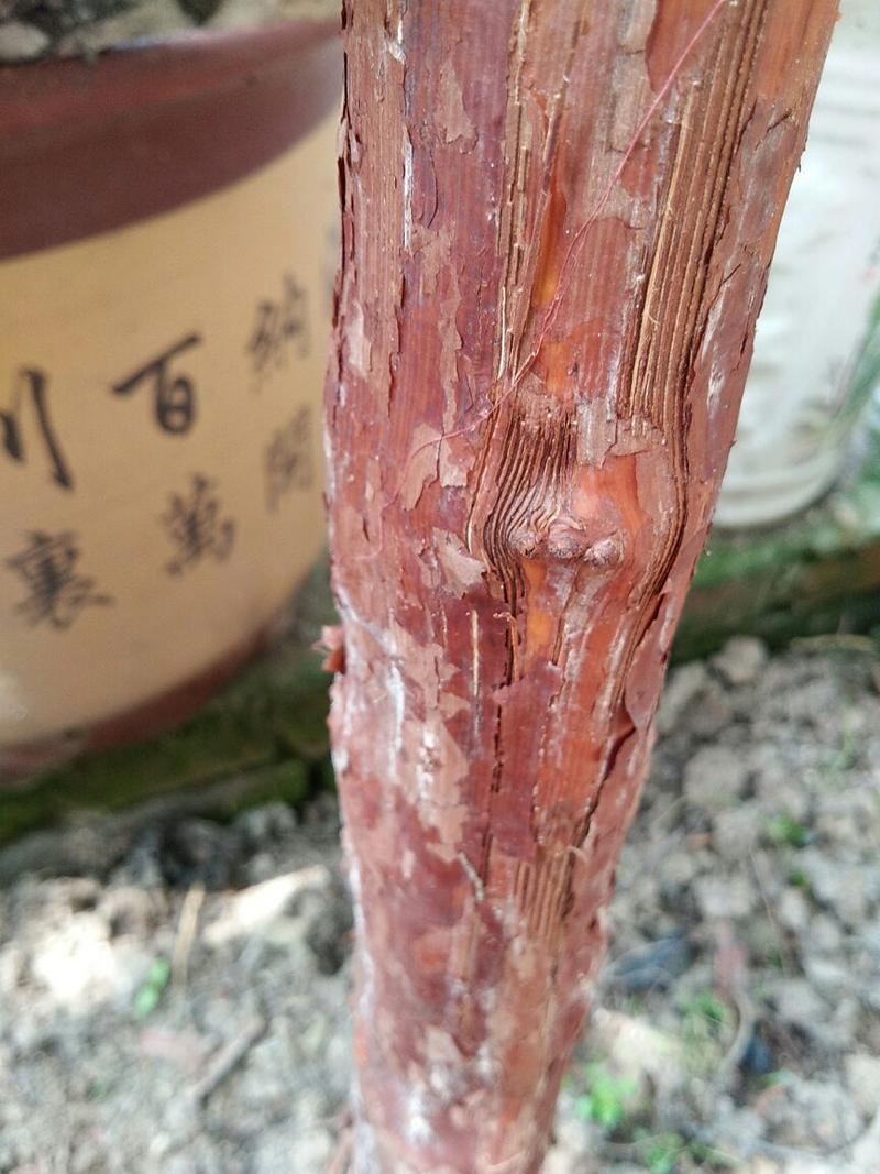 山木香0.5~1m