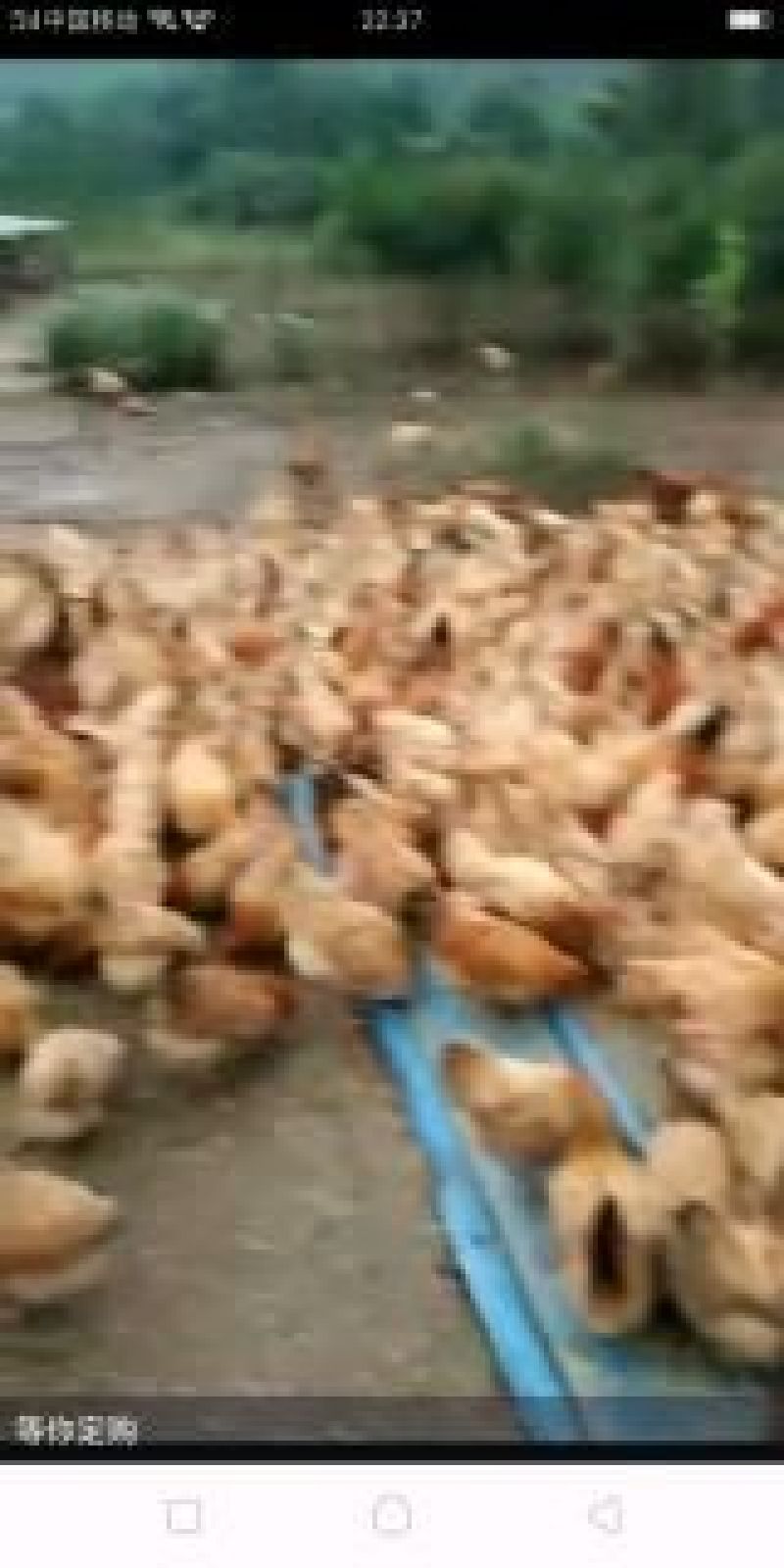 鸡散养土鸡3~4斤