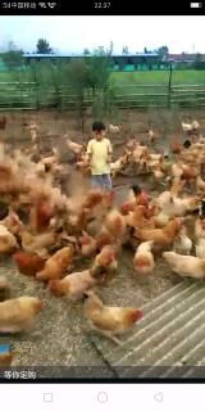 鸡散养土鸡3~4斤