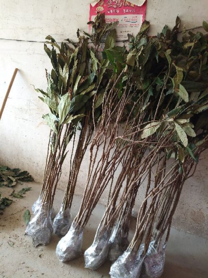 枇杷树苗81~110cm果树苗枇杷树批发