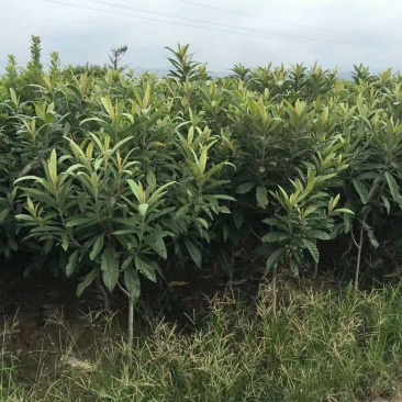 枇杷树苗81~110cm果树苗枇杷树批发