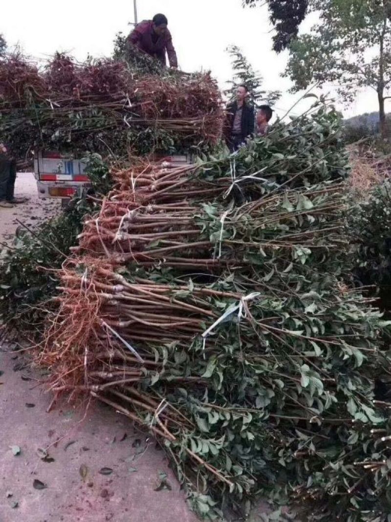 枇杷树苗81~110cm果树苗枇杷树批发