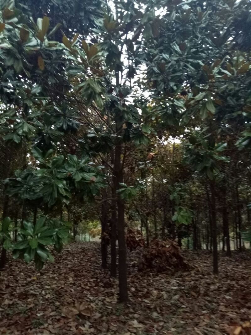 广玉兰14~16cm