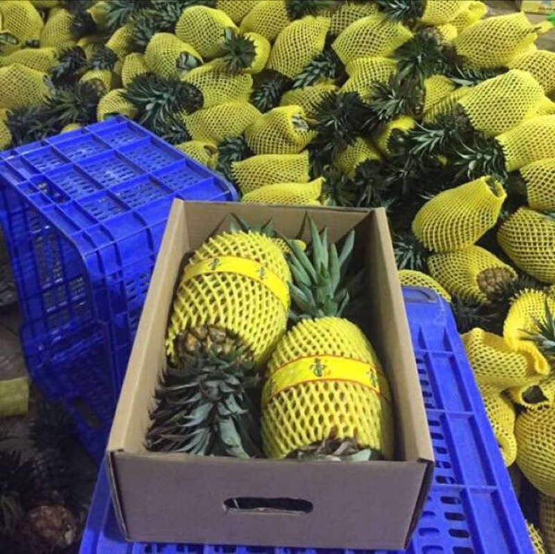 凤梨海南海南17号凤梨基地直销9斤包邮