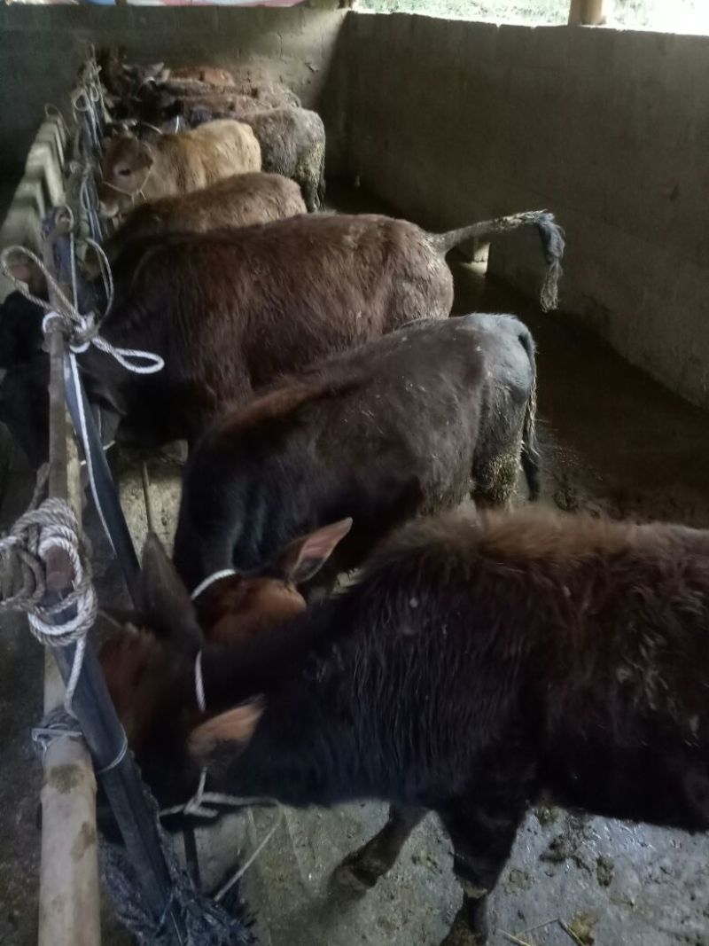 黄牛100~200kg