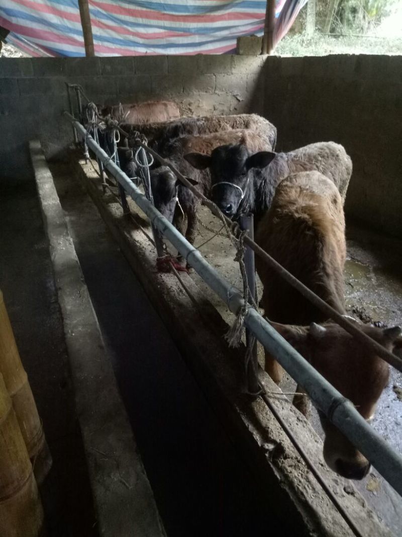 黄牛100~200kg