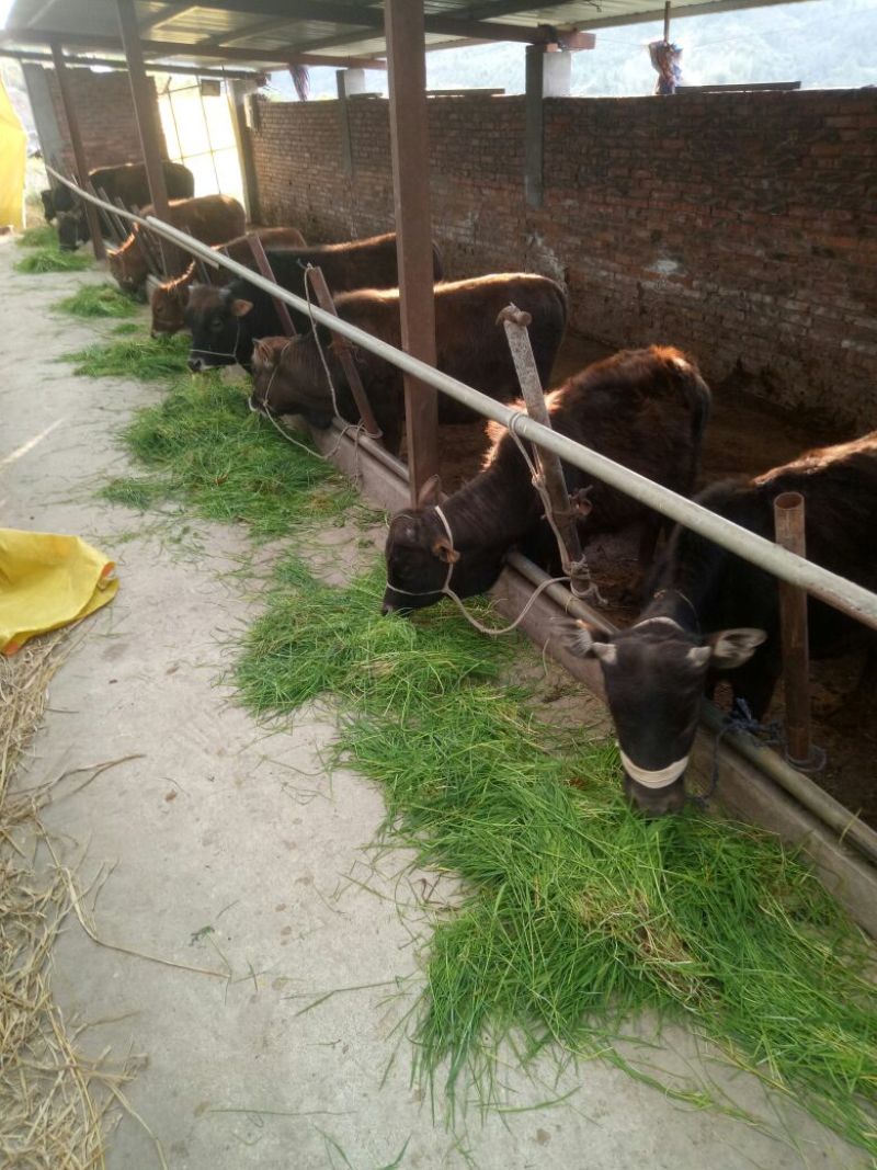 黄牛100~200kg