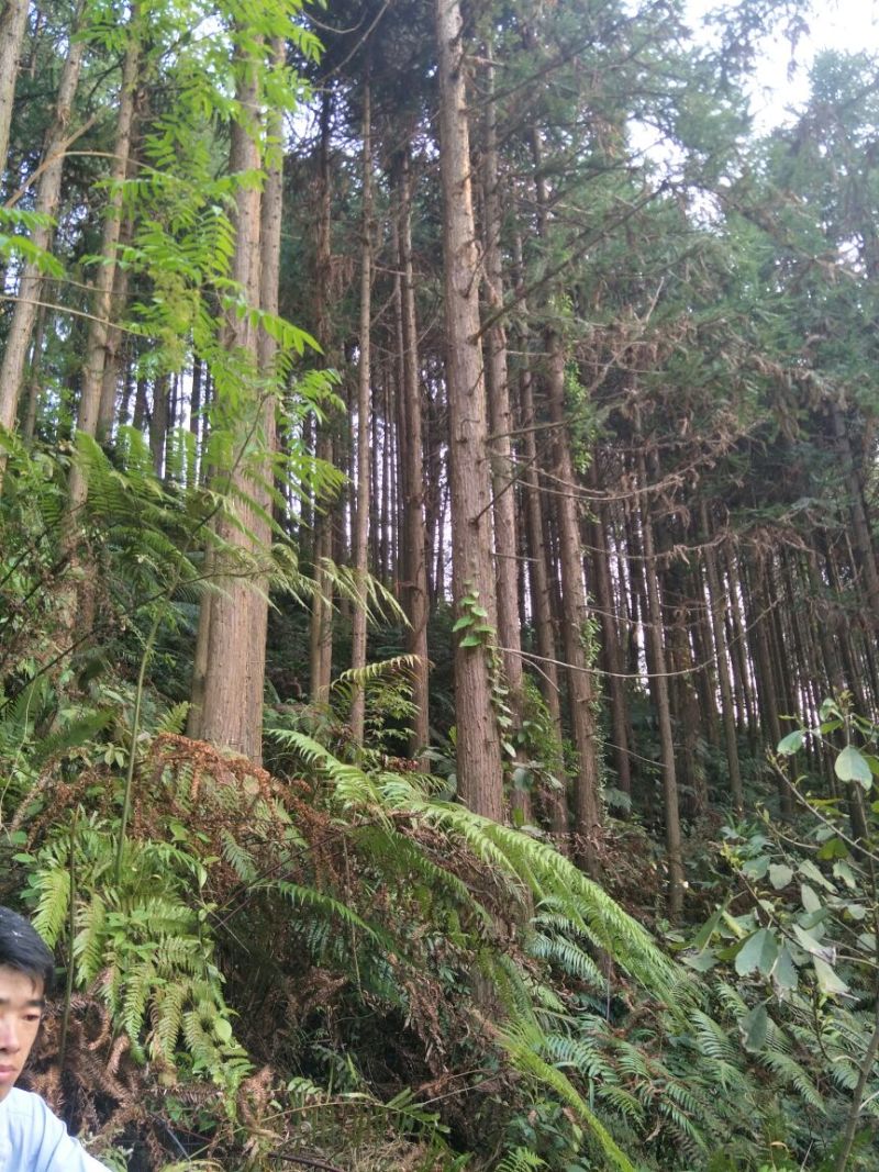 杉木原木家具杉木树香杉