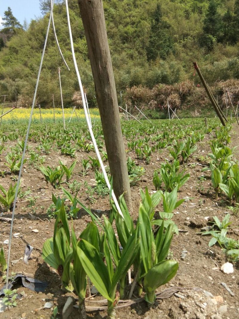 三叉白芨通货鲜货