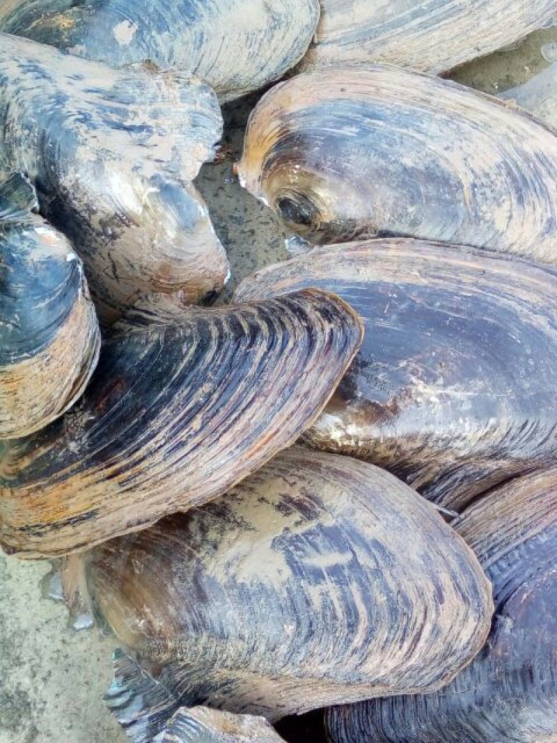 河蚌