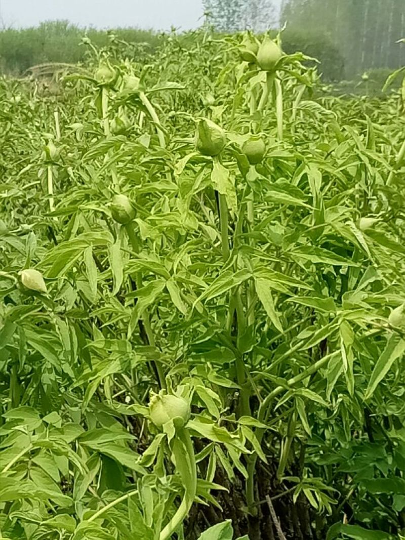 油用牡丹籽、优质牡丹籽！油用牡丹苗、观赏苗！