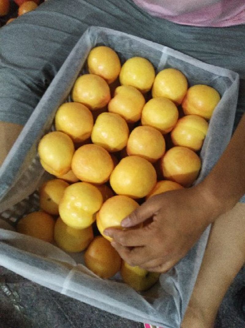 黄油桃3两以上