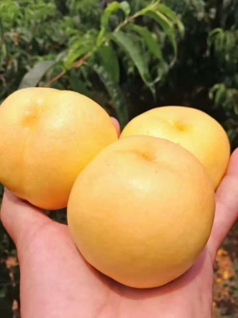 黄油桃3两以上