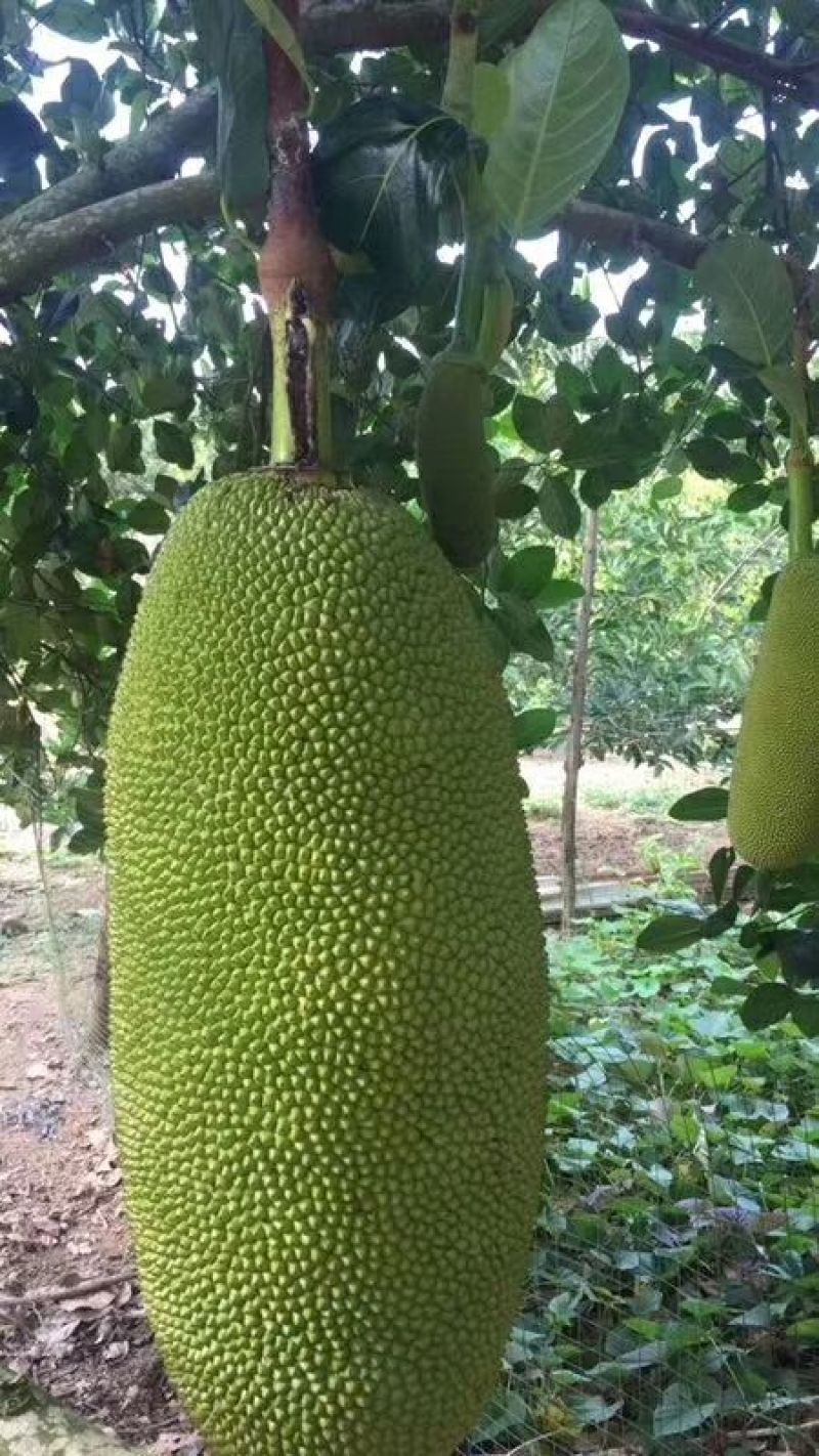菠萝蜜5~8公斤